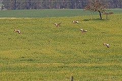 IMGL4042grote-trappen-vliegend-web
