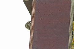 IMGL4279steenuil-web