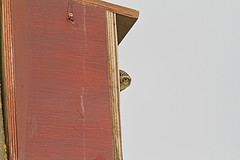 IMGL4283steenuil-web