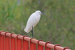 IMGL4635kleine-zilverreiger-web