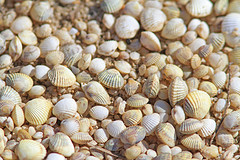 IMGL4743schelpjes-web