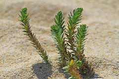 IMGL4808plantje-web