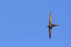 IMGL5082gierzwaluw-web