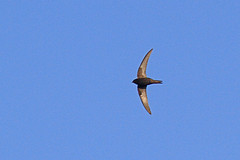 IMGL5084gierzwaluw-web
