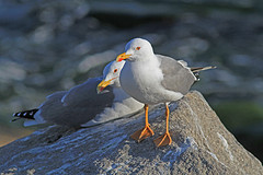 IMGL5106geelpootmeeuw-web