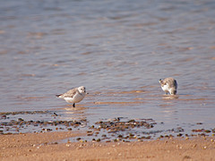 P3220262drieteenstrandloper-web