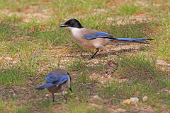 IMGL6426blauwe-ekster-web