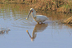 IMGL6617lepelaar-web