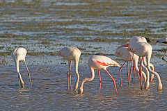 IMGL6804flamingo-web