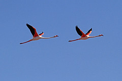 IMGL6980flamingo-web