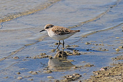 IMGL7011temminckstrandloper-web
