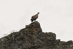 IMGL0212valegier