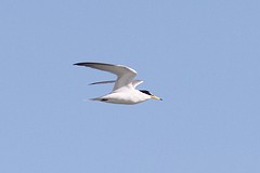 IMGL8615dwergstern