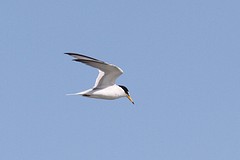 IMGL8617dwergstern