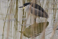 IMGL9219kwak