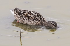 IMGL9286wildeeend