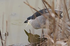 IMGL9359kwak