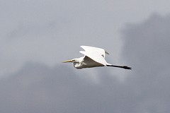 IMGL9533grotezilverreiger