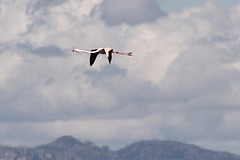IMGL9538flamingo