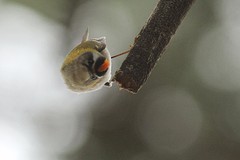 IMGL0163vuurgoudhaan