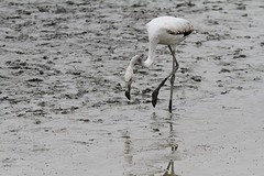 IMGL9137flamingo