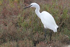 IMGL9488kleinezilverreiger