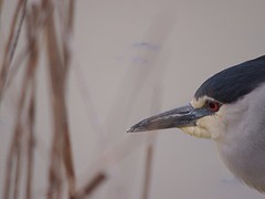 P4150417kwak