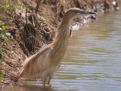 P4160451ralreiger