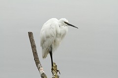 IMGL0646kleine zilverreiger