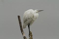 IMGL0663kleine zilverreiger