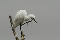 IMGL0674kleine zilverreiger