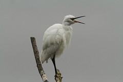 IMGL0676kleine zilverreiger