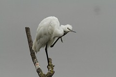 IMGL0682kleine zilverreiger