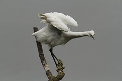 IMGL0697kleine zilverreiger