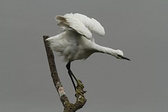 IMGL0698kleine zilverreiger