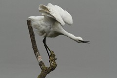 IMGL0699kleine zilverreiger
