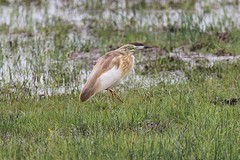 IMGL0912ralreiger