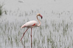 IMGL0971flamingo