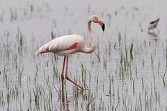 IMGL0972flamingo
