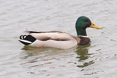 IMGL1027wilde eend
