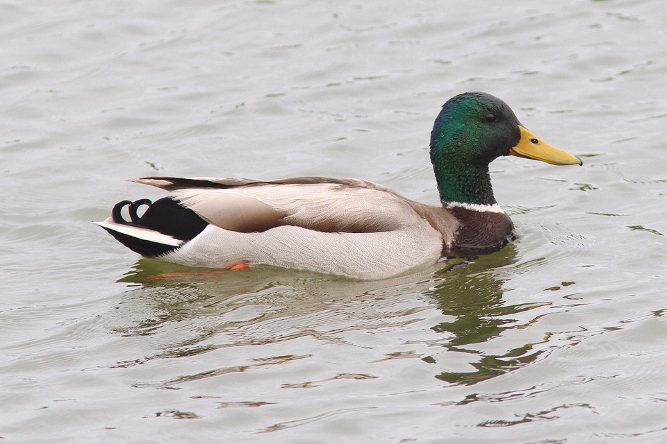 IMGL1027wilde eend