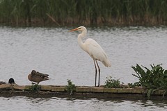 IMGL1654grote zilverreiger