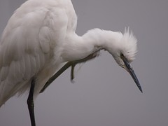 P4270520kleine zilverreiger