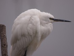 P4270522kleine zilverreiger