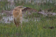 P4280575ralreiger