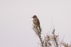 P4280609grote karrekiet