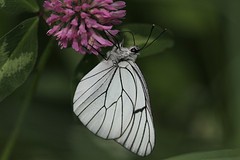 IMGL2395