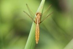 IMGL2410