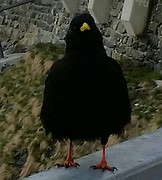 20160526_184615-1-1-1-1