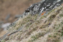 IMGL3793waterpieper